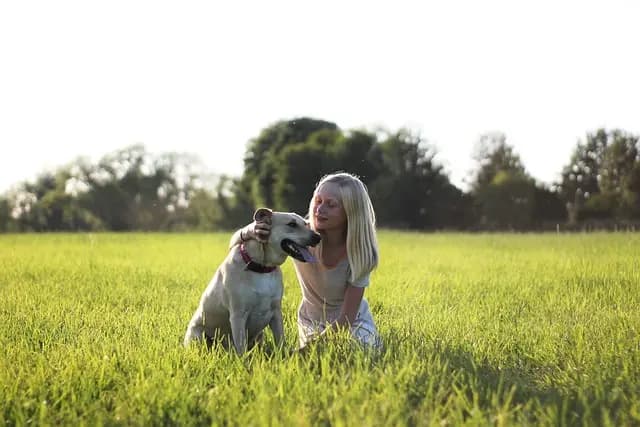 Best Pet Tracking Devices - Comprehensive Buying Guide