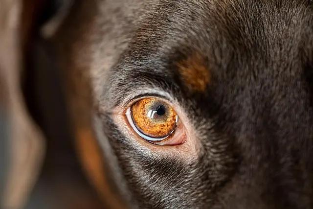 Best Dog Anxiety Jackets Buying Guide