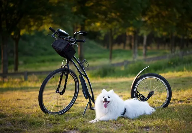 Top Dog Training Treats Buying Guide