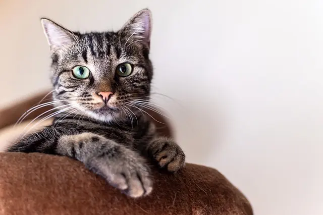 Best Cat Trees for Large Cats - Ultimate Buying Guide