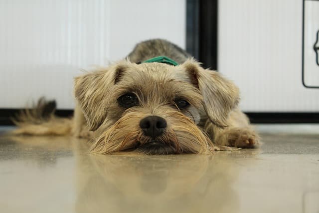 Best Age to Adopt a Dog: Essential Guide for Pet Owners